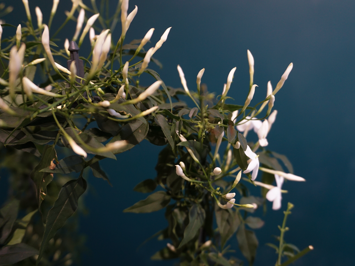 Jasmine Jasminum |