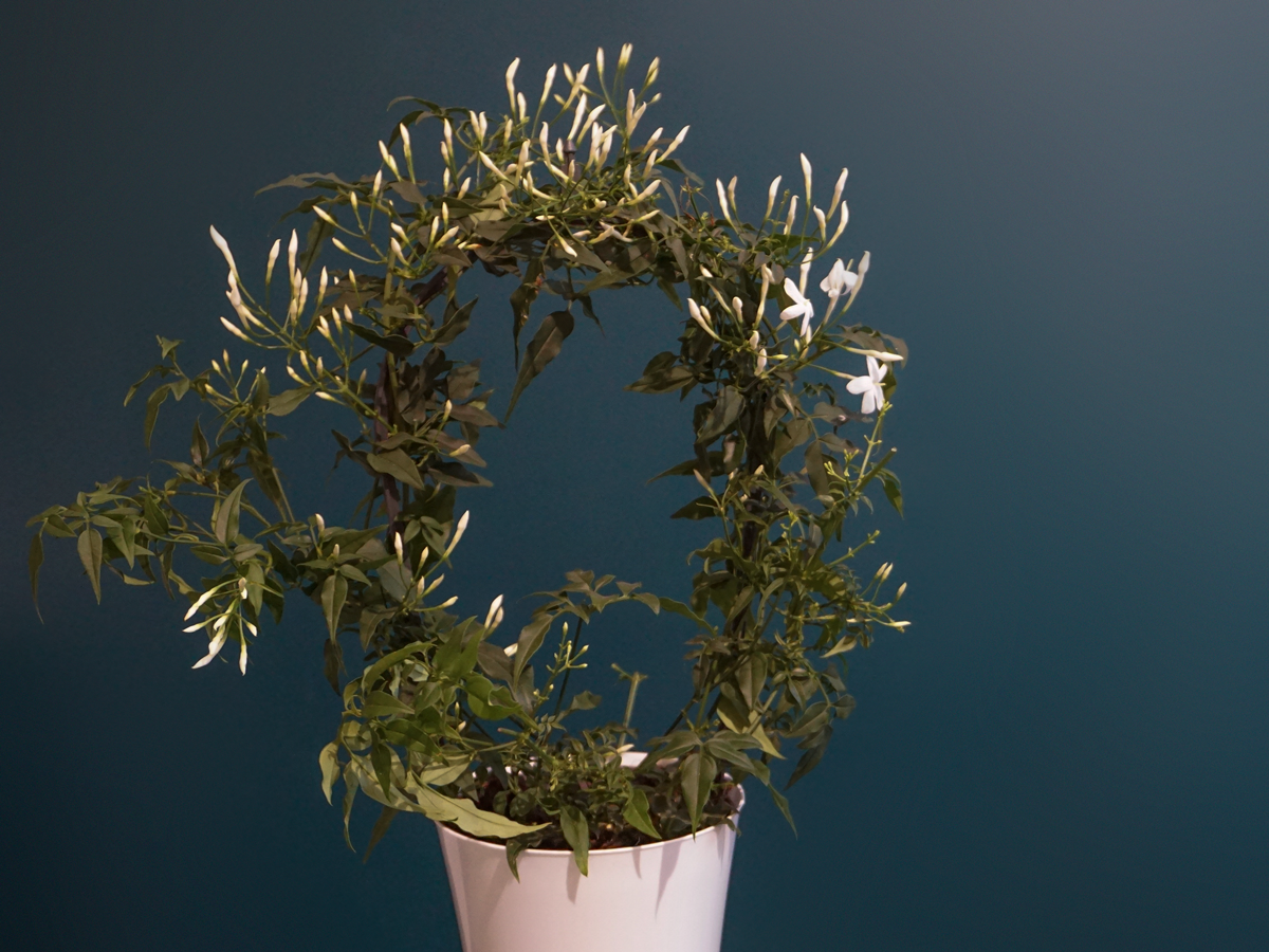 Jasmine Jasminum |