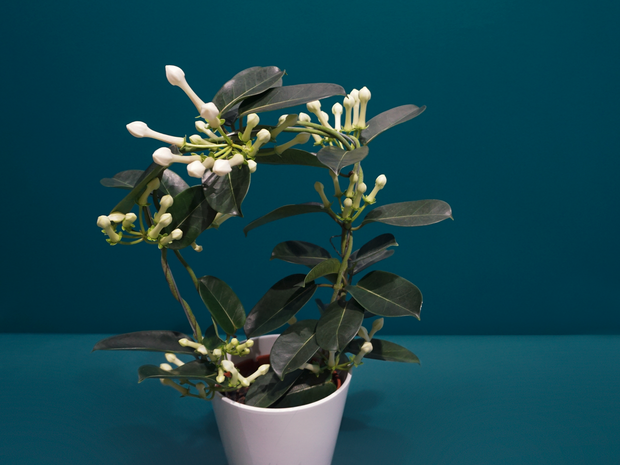 Madagaskaras jasmīns | Stephanotis floribunda |