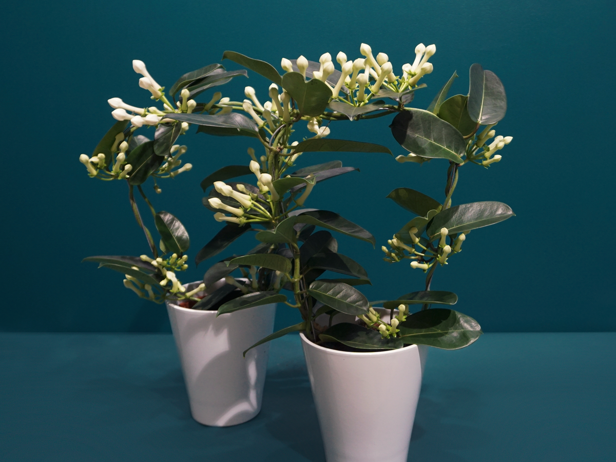 Madagaskaras jasmīns | Stephanotis floribunda |