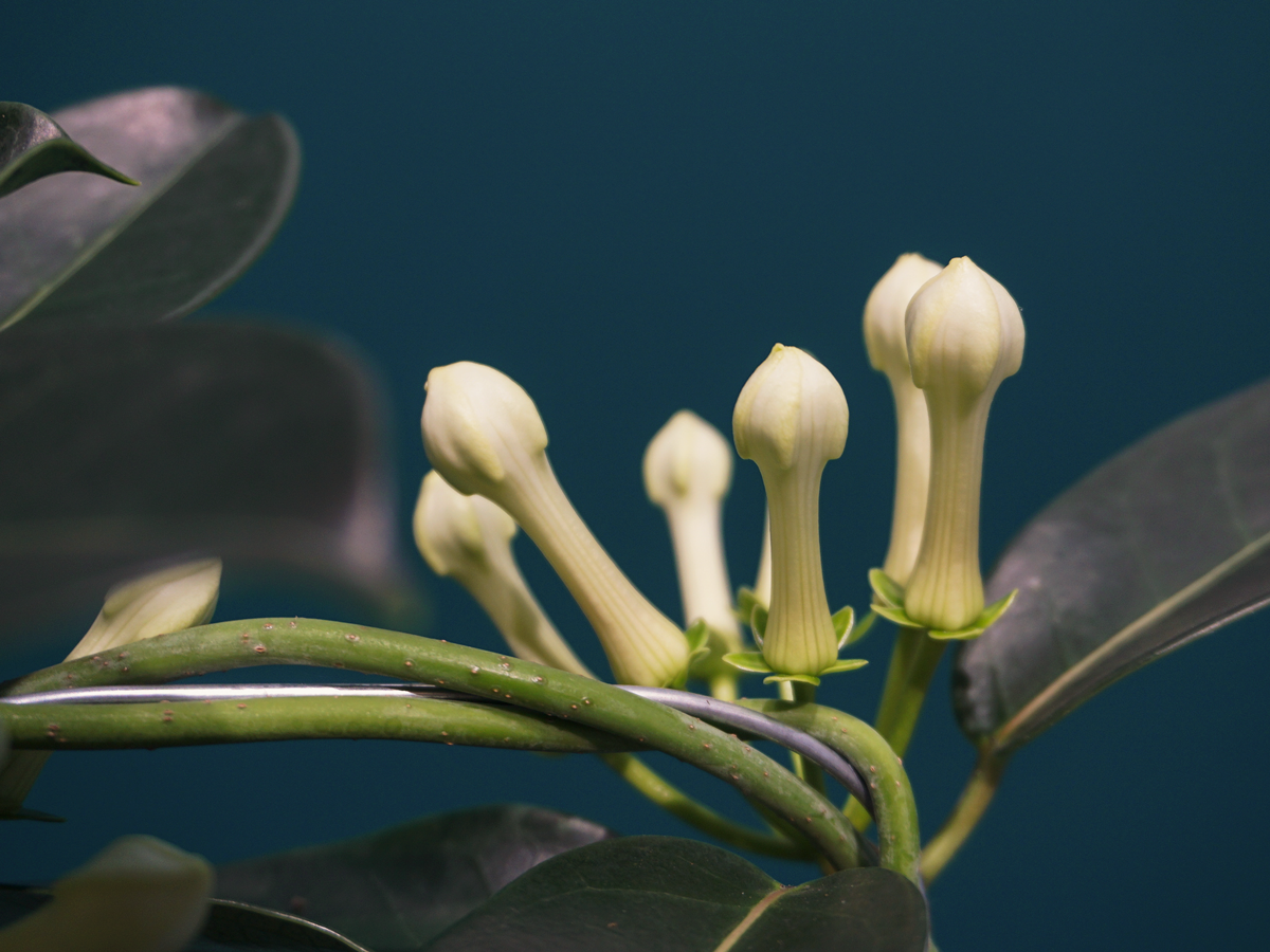 Madagascar jasmine Stephanotis floribunda