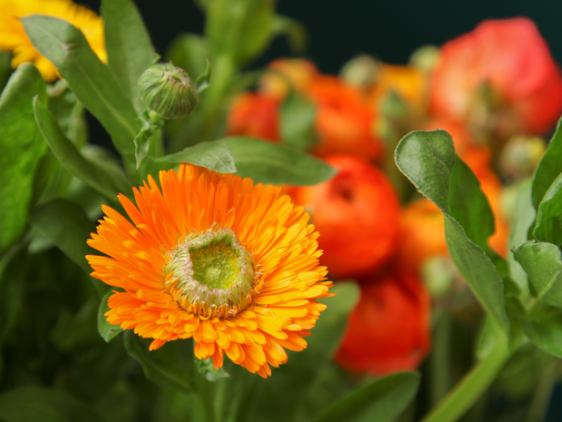 Kliņģerītes | Calendula officinalis |