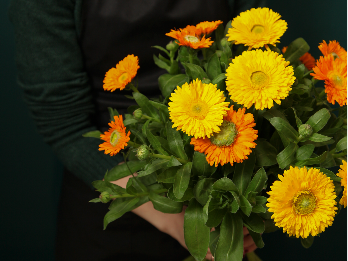 Kliņģerītes | Calendula officinalis |
