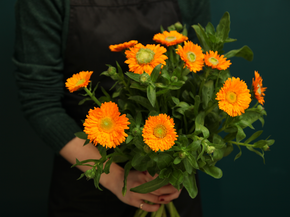 Kliņģerītes | Calendula officinalis |