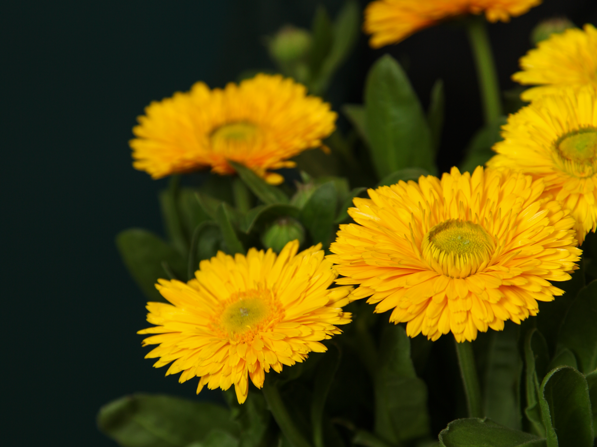 Kliņģerītes | Calendula officinalis |