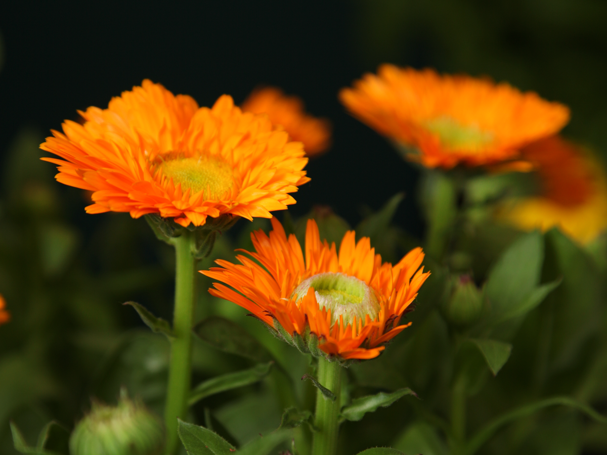 Kliņģerītes | Calendula officinalis |