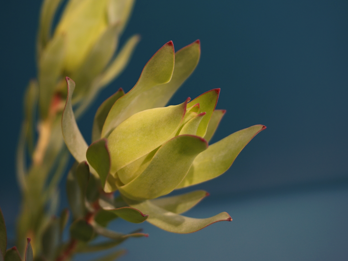 Leikodendroni | Leucadendron |