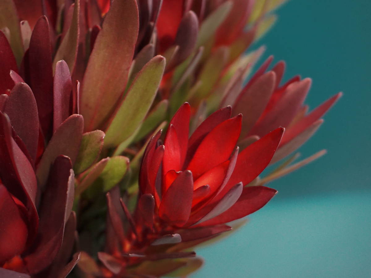 Leikodendroni | Leucadendron |