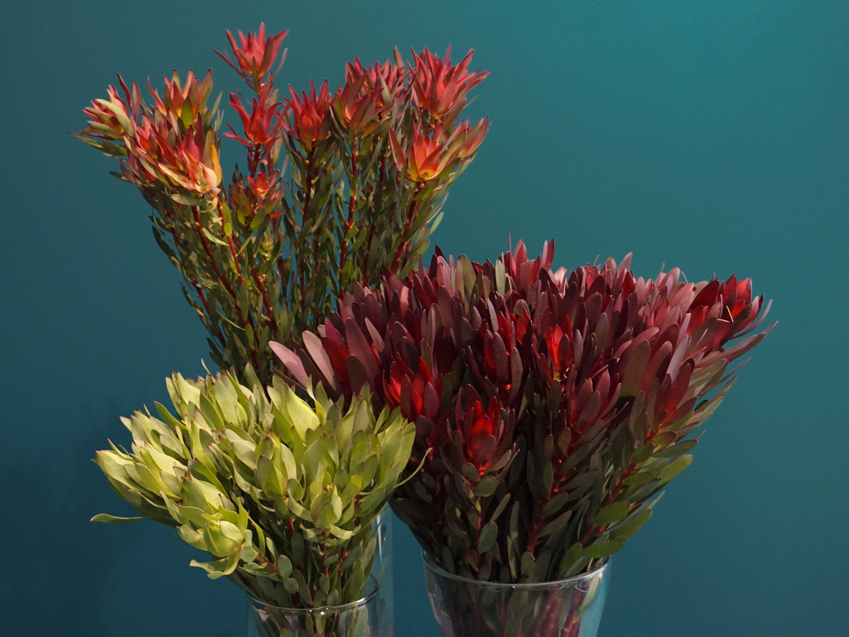 Leikodendroni | Leucadendron |