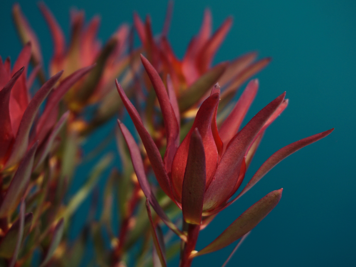 Leikodendroni | Leucadendron |