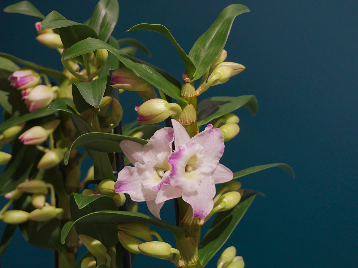 Orhideja | Dendrobium nobile |