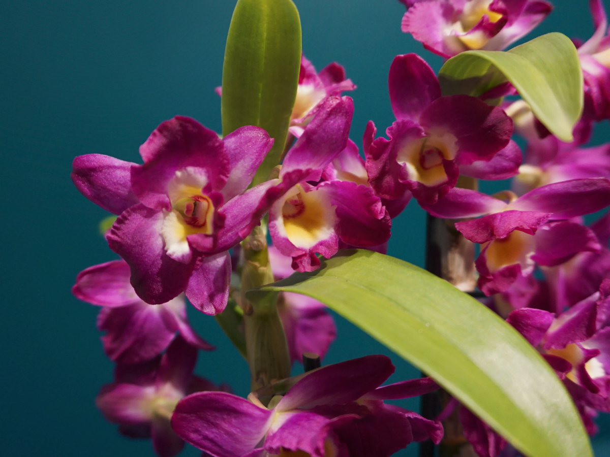 Orchids Dendrobium nobile