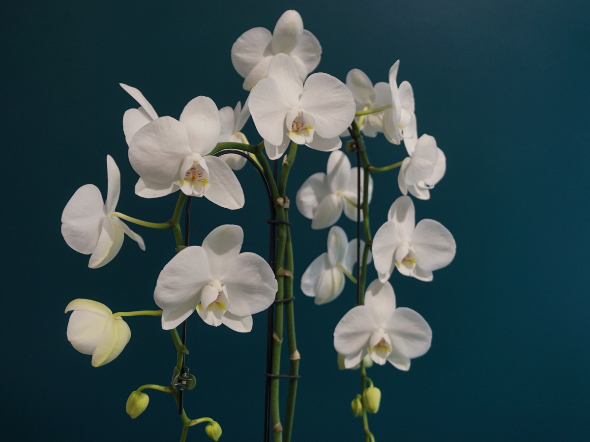 Orhideja | Phalaenopsis |