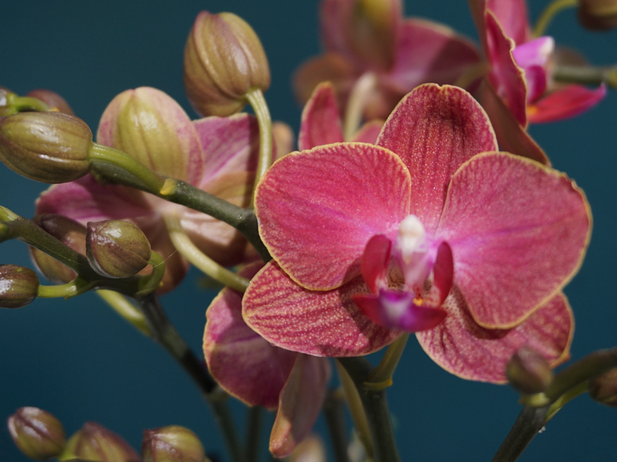 Orhideja | Phalaenopsis |
