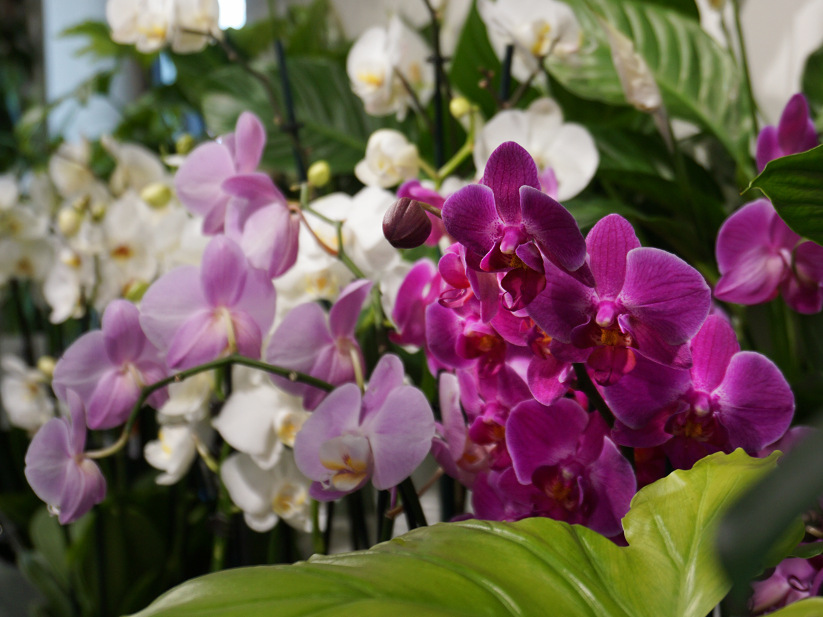 Orchids Phalaenopsis