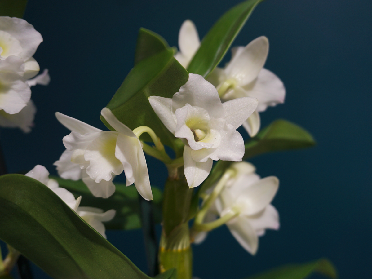 Orchids Dendrobium nobile
