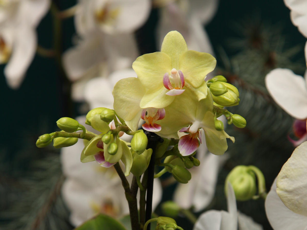 Orhideja | Phalaenopsis |