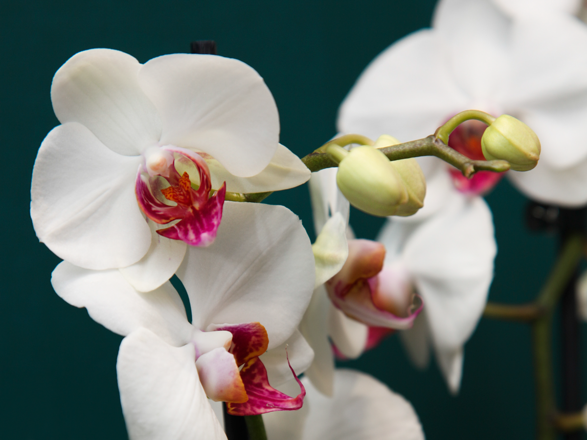 Orhideja | Phalaenopsis |
