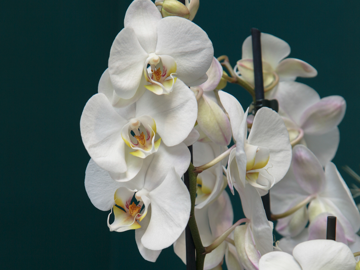 Orhideja | Phalaenopsis |
