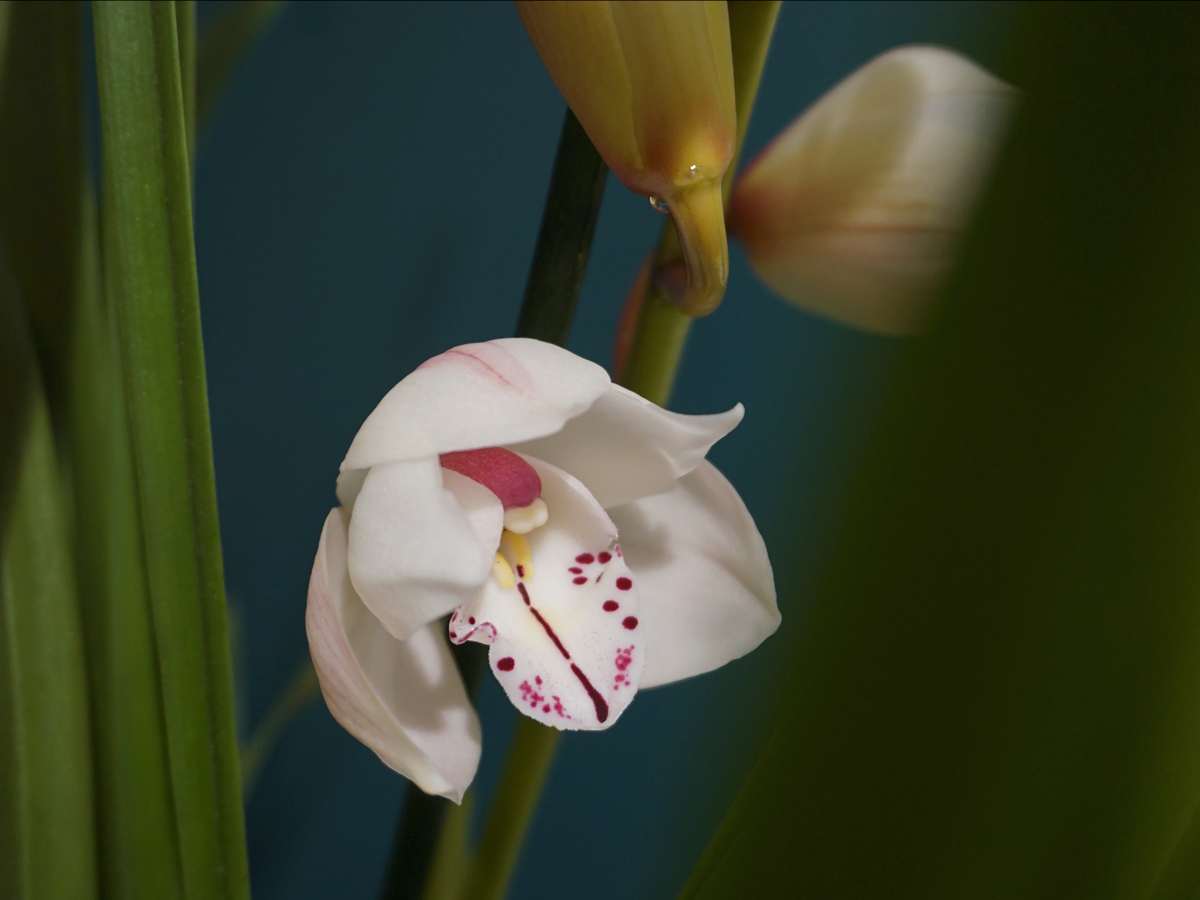Orhideja | Cymbidium |