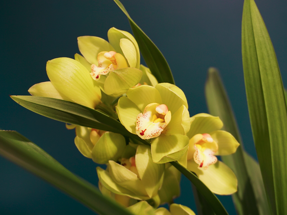 Orhideja | Cymbidium | M |