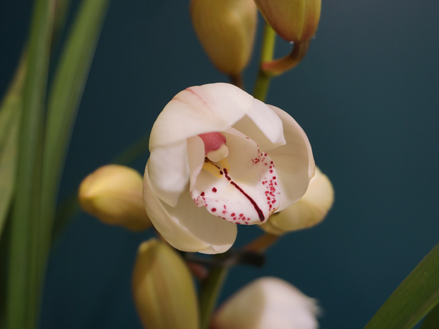 Orhideja | Cymbidium |