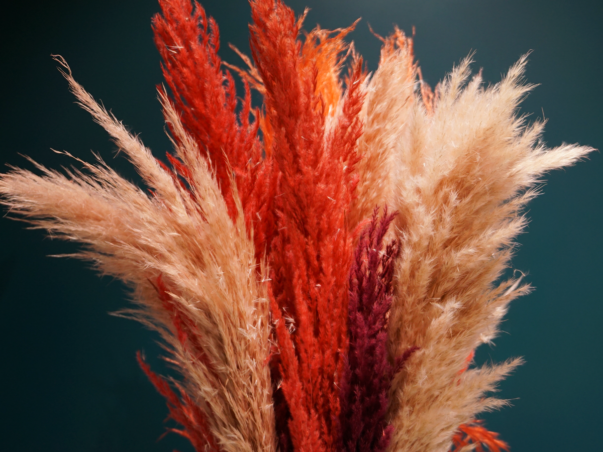 Pampu zāle | Cortaderia selloana |