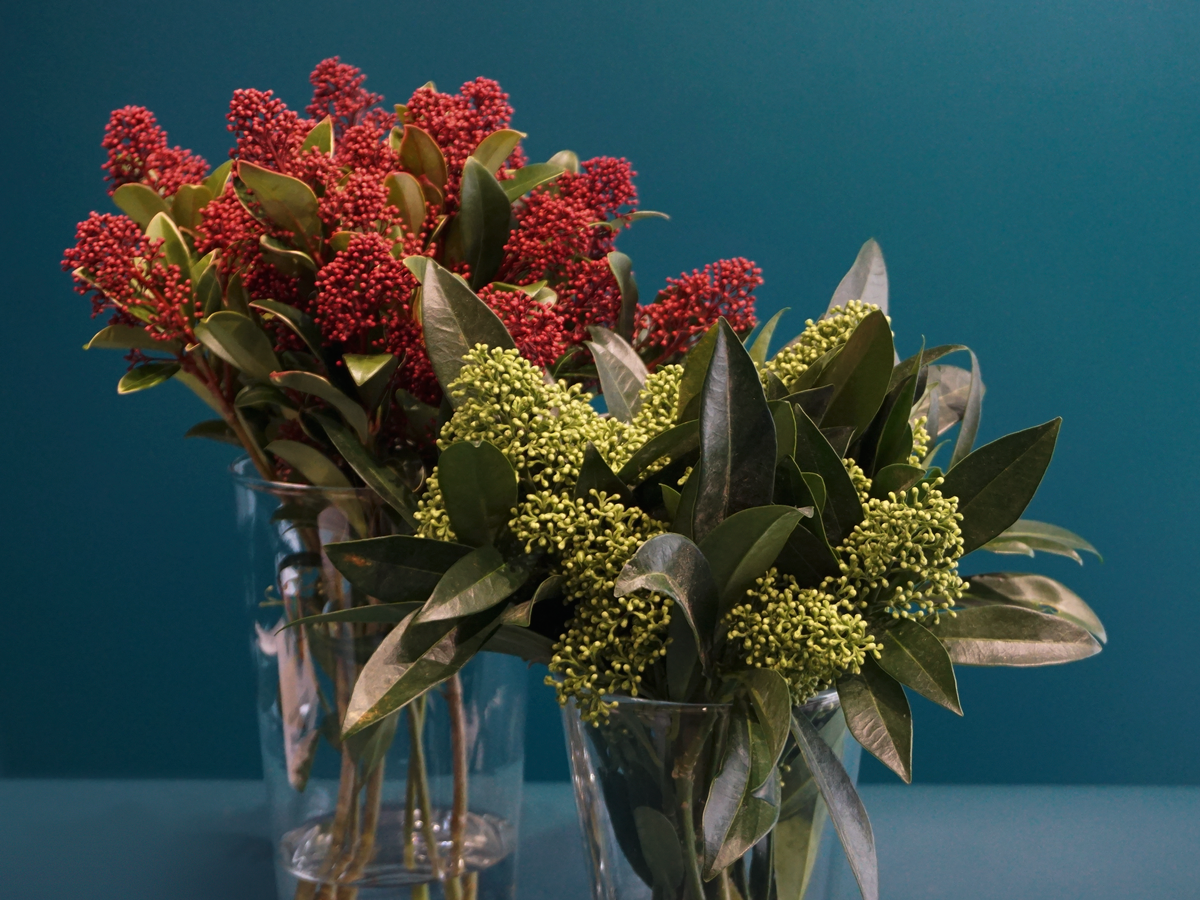 Skimmija | Skimmia japonica |