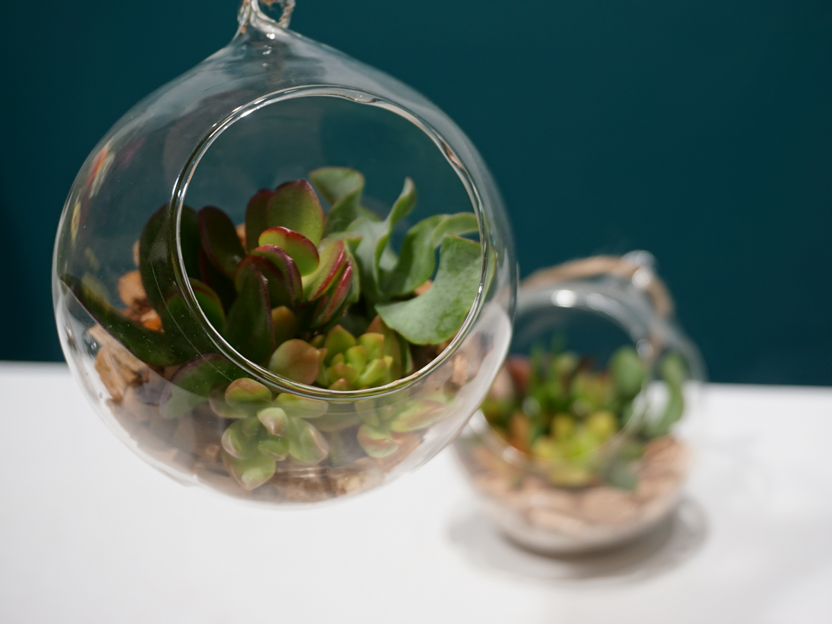 Sukulenti | Stikla terārijs |
