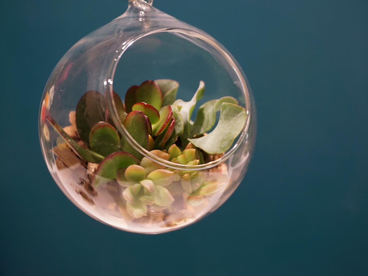 Succulents Glass terrarium