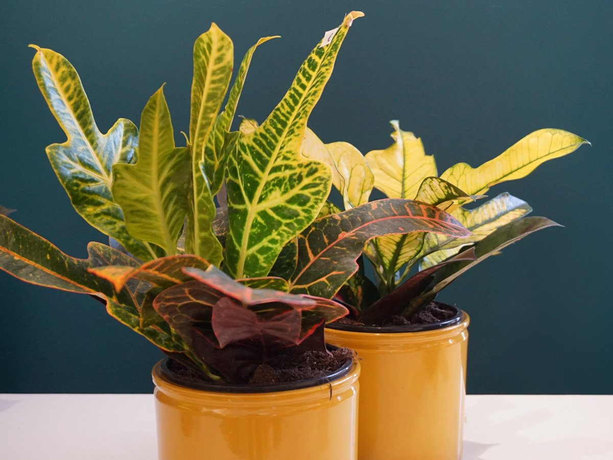 Kodija Codiaeum |