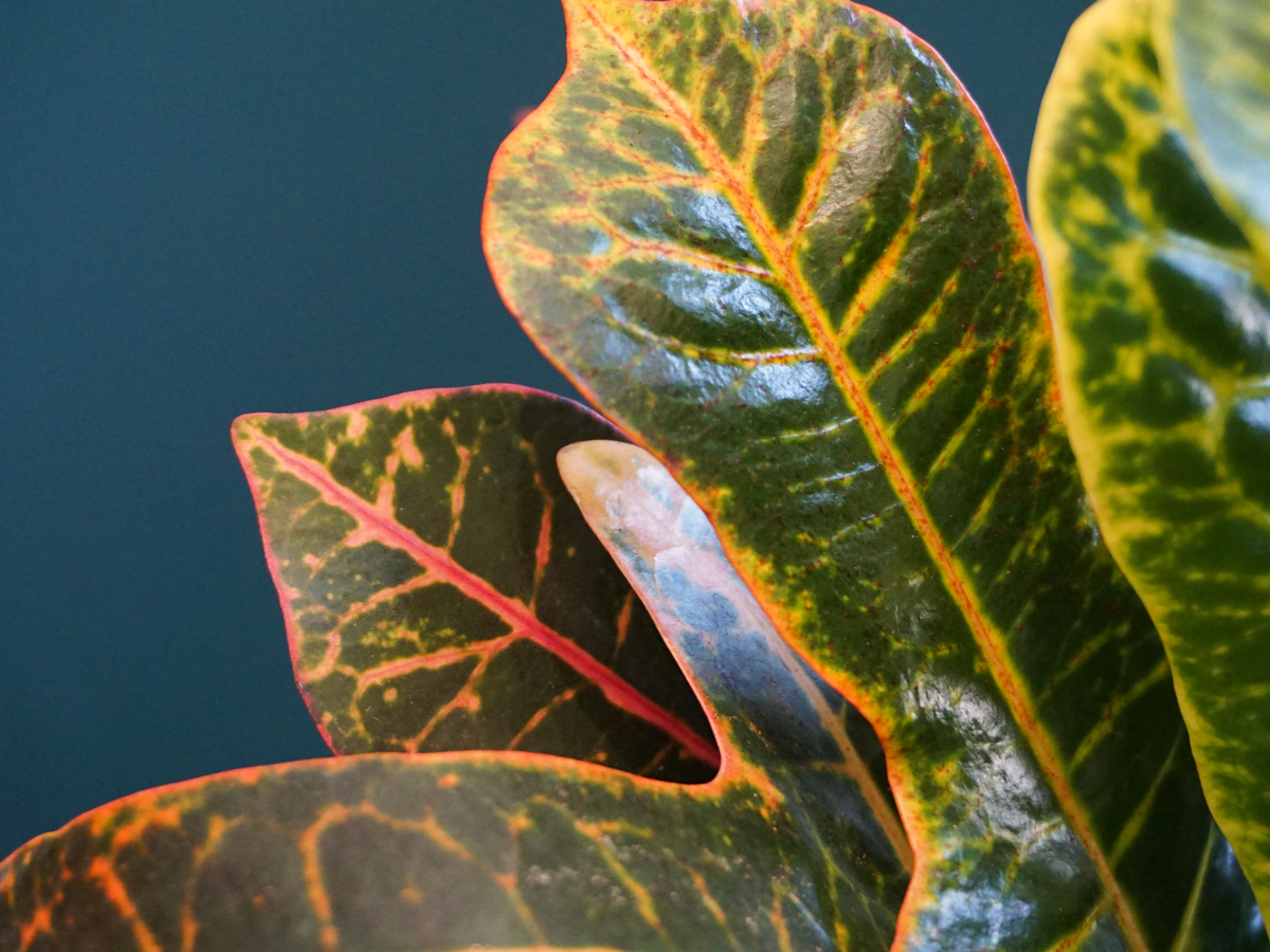 Kodija Codiaeum |