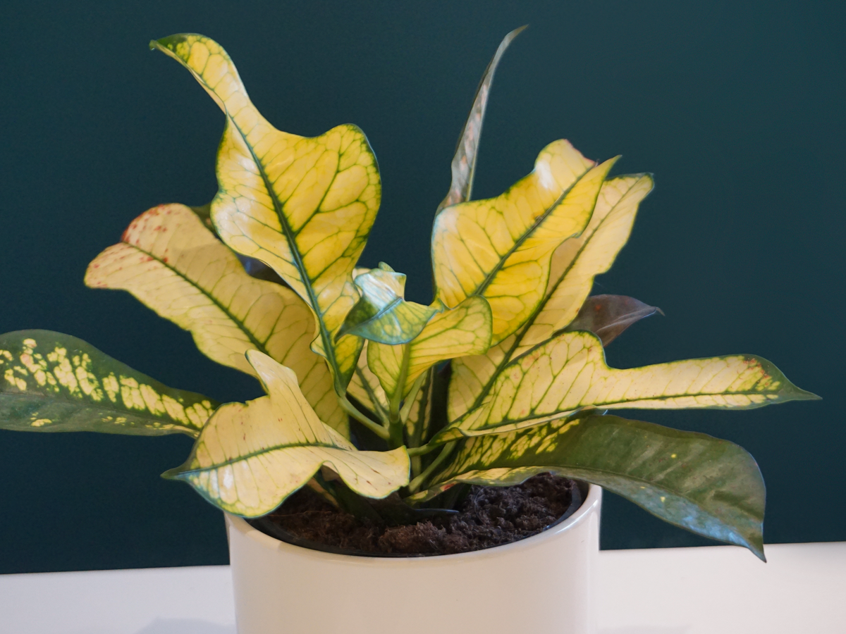 Kodija Codiaeum |