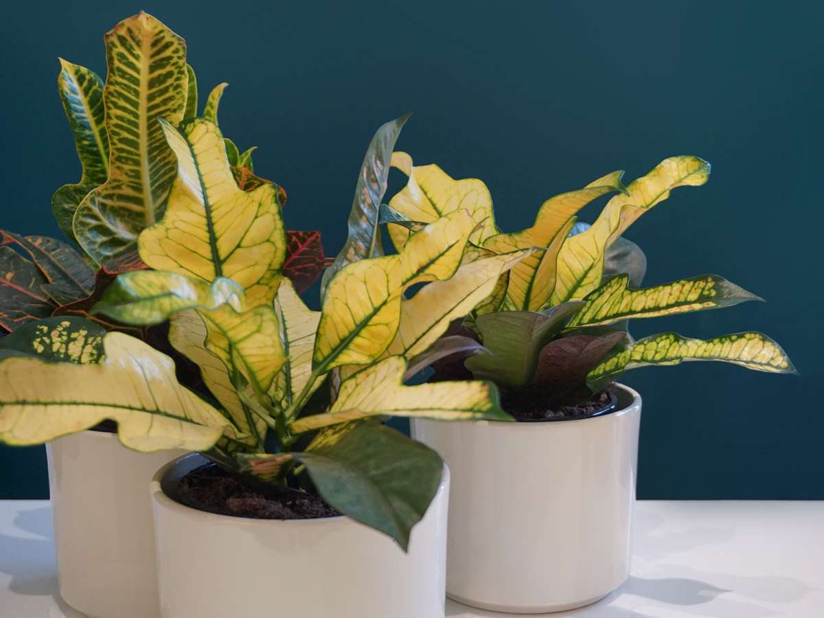 Kodija Codiaeum |