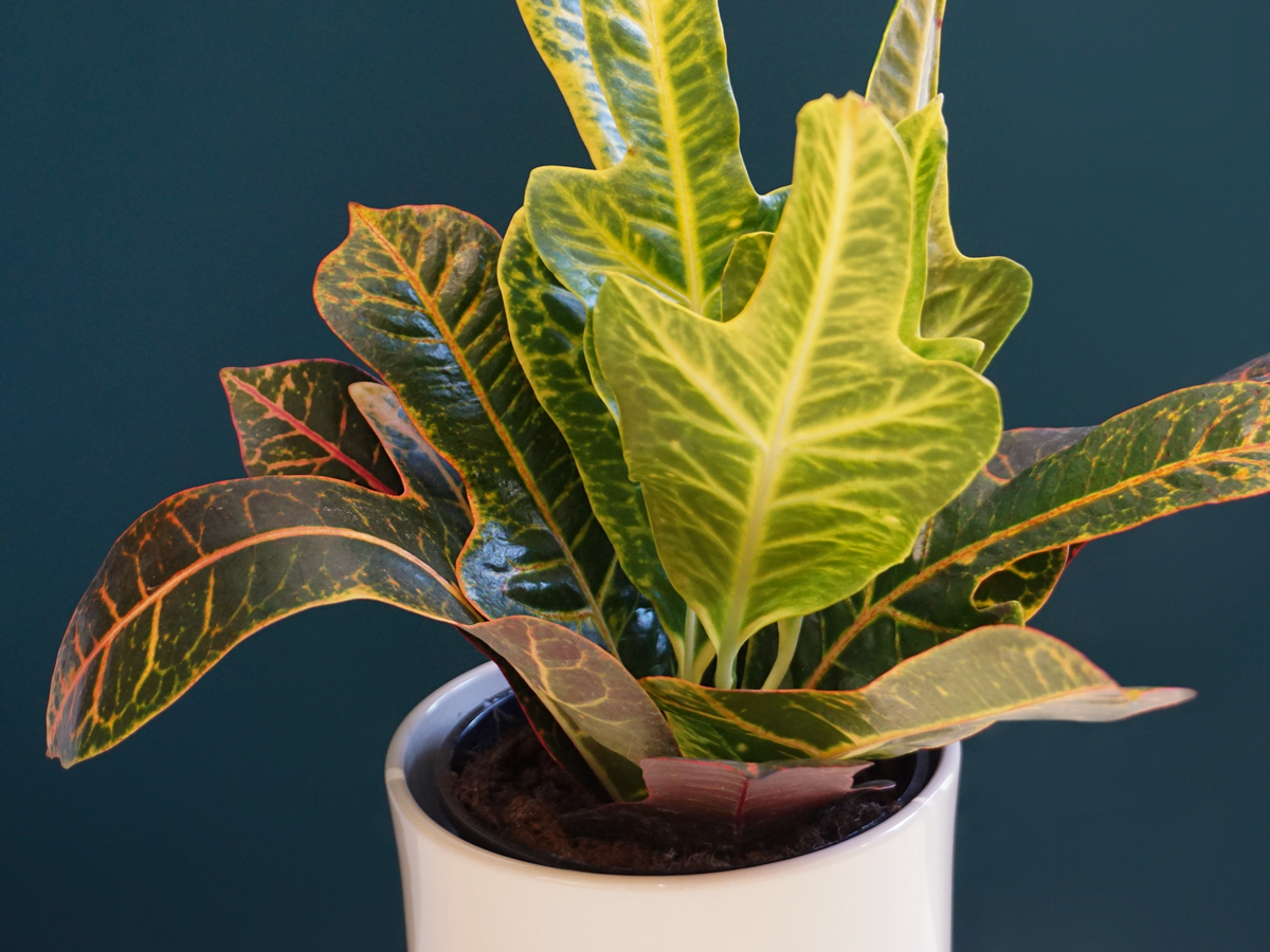 Kodija Codiaeum |