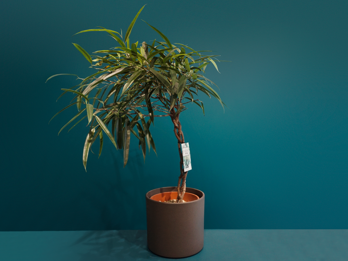 Fikuss | Ficus Alii |