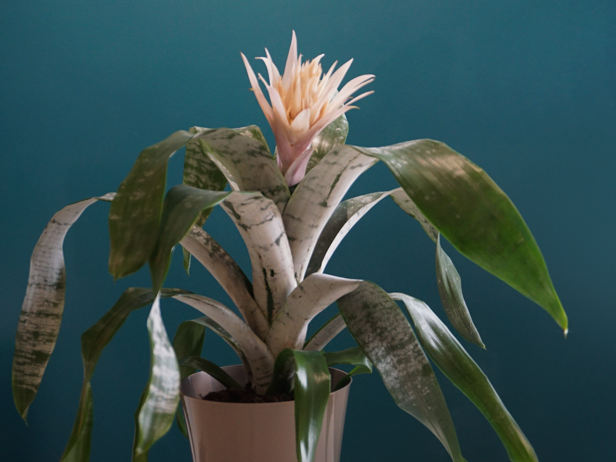 Ehmeja | Aechmea |