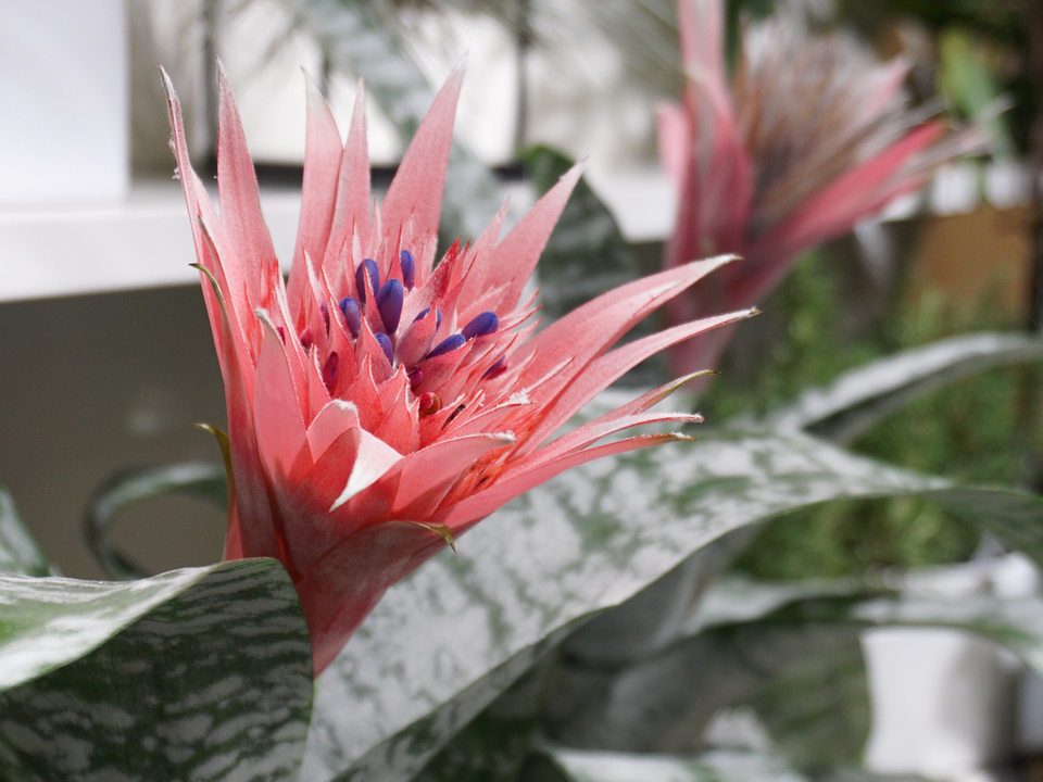 Ehmeja | Aechmea |
