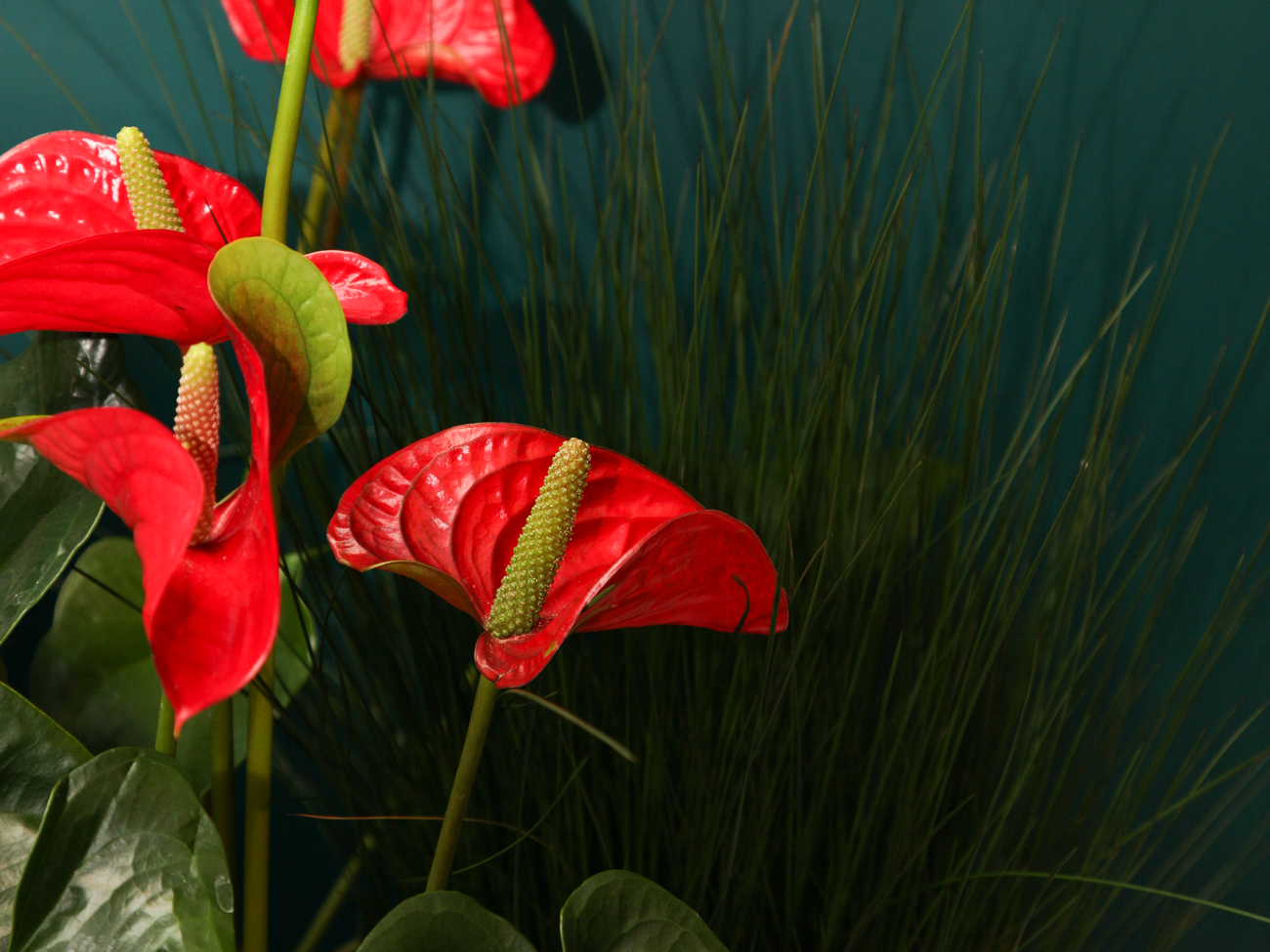 Antūrija | Anthurium |