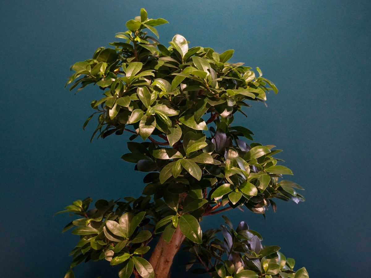 Bonzai | Ficus ginseng |