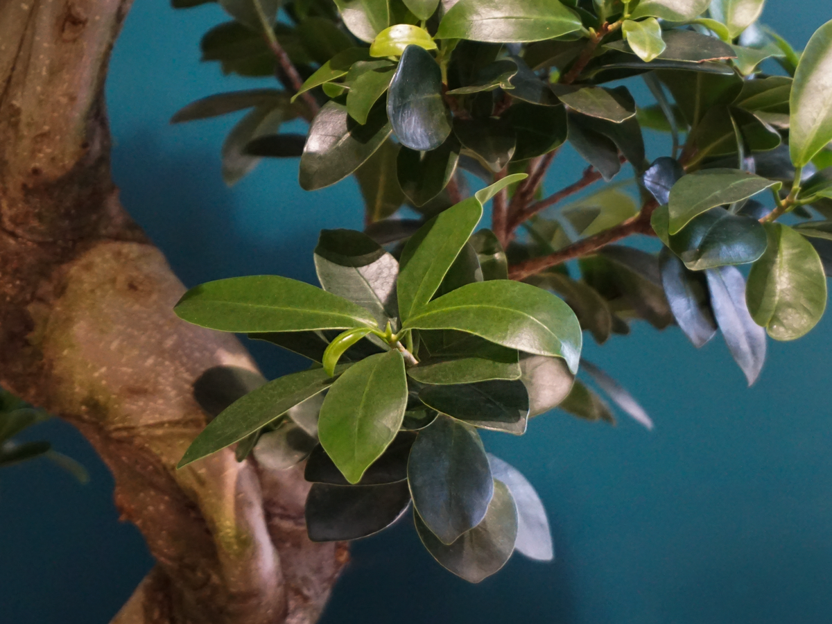 Bonzai | Ficus ginseng
