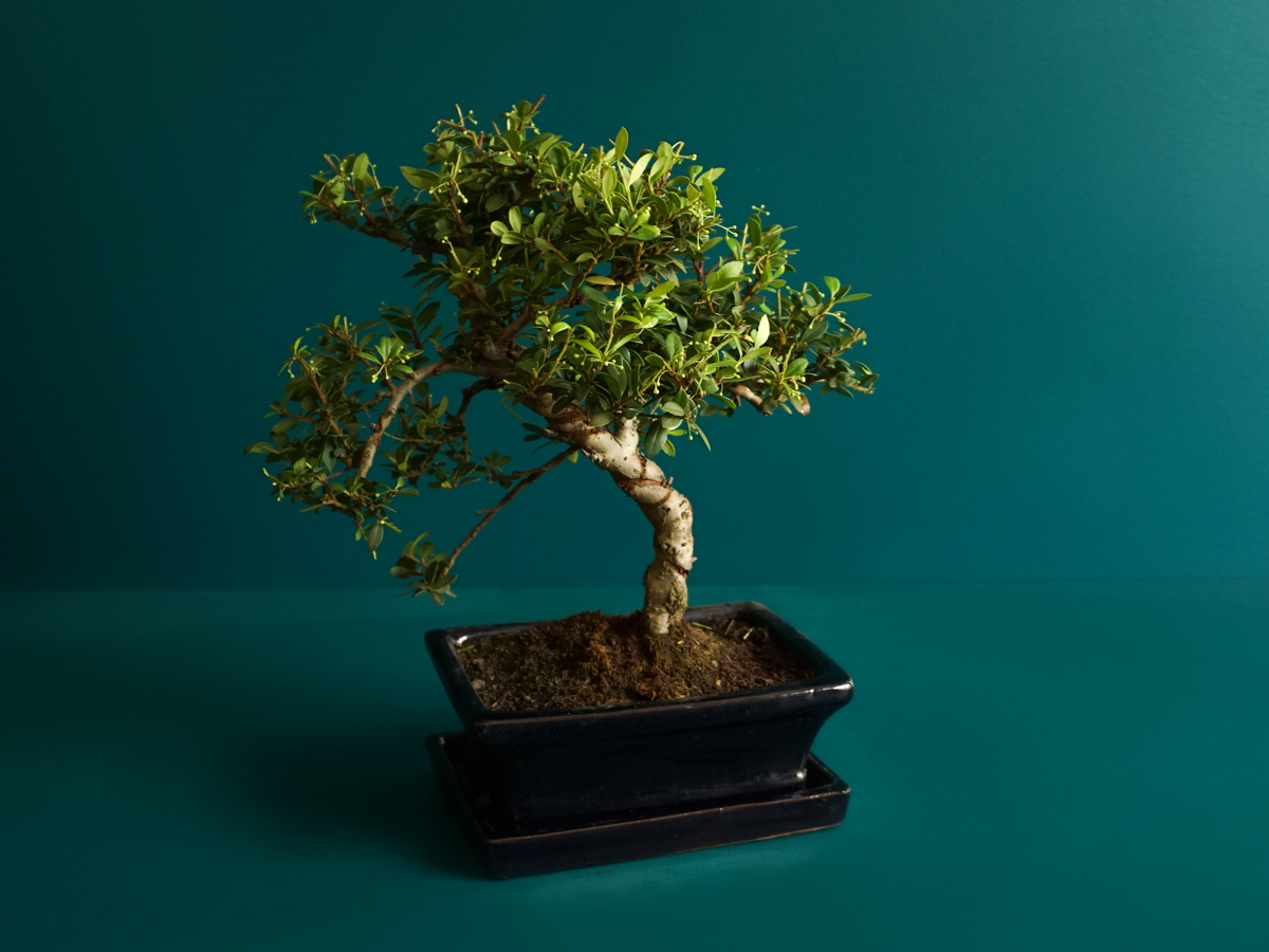 Bonzai | Bonsai |