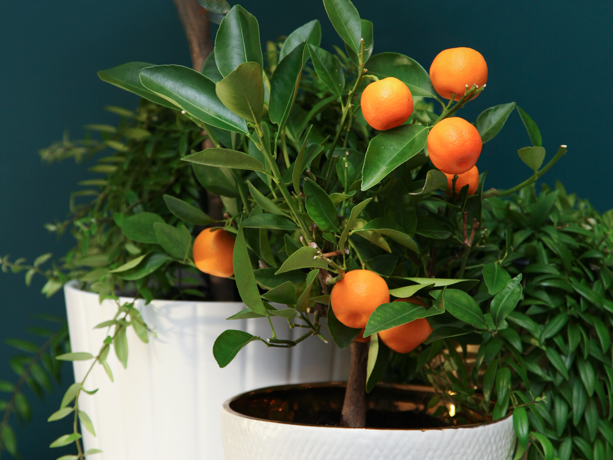 Mandarin tree Citrus reticulata