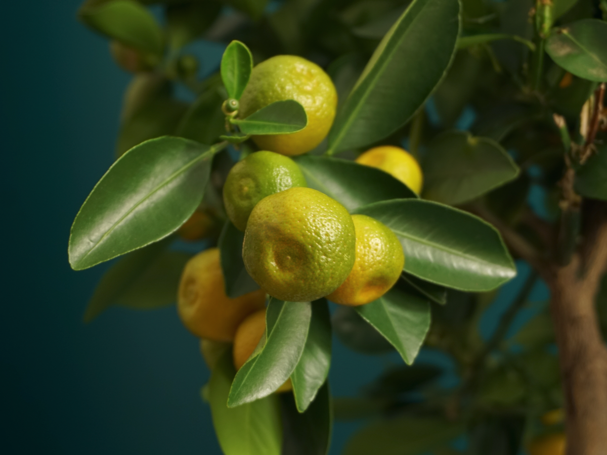 Mandarin tree