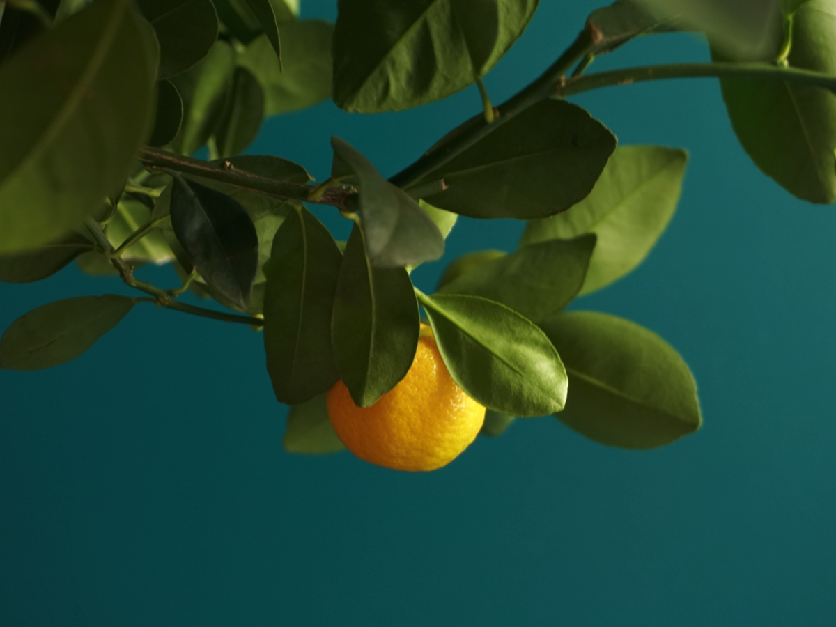 Mandarin tree