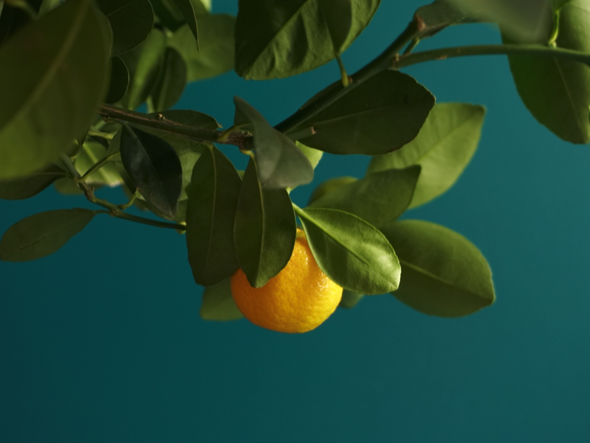Mandarīnkoks | Citrus Calamondino |