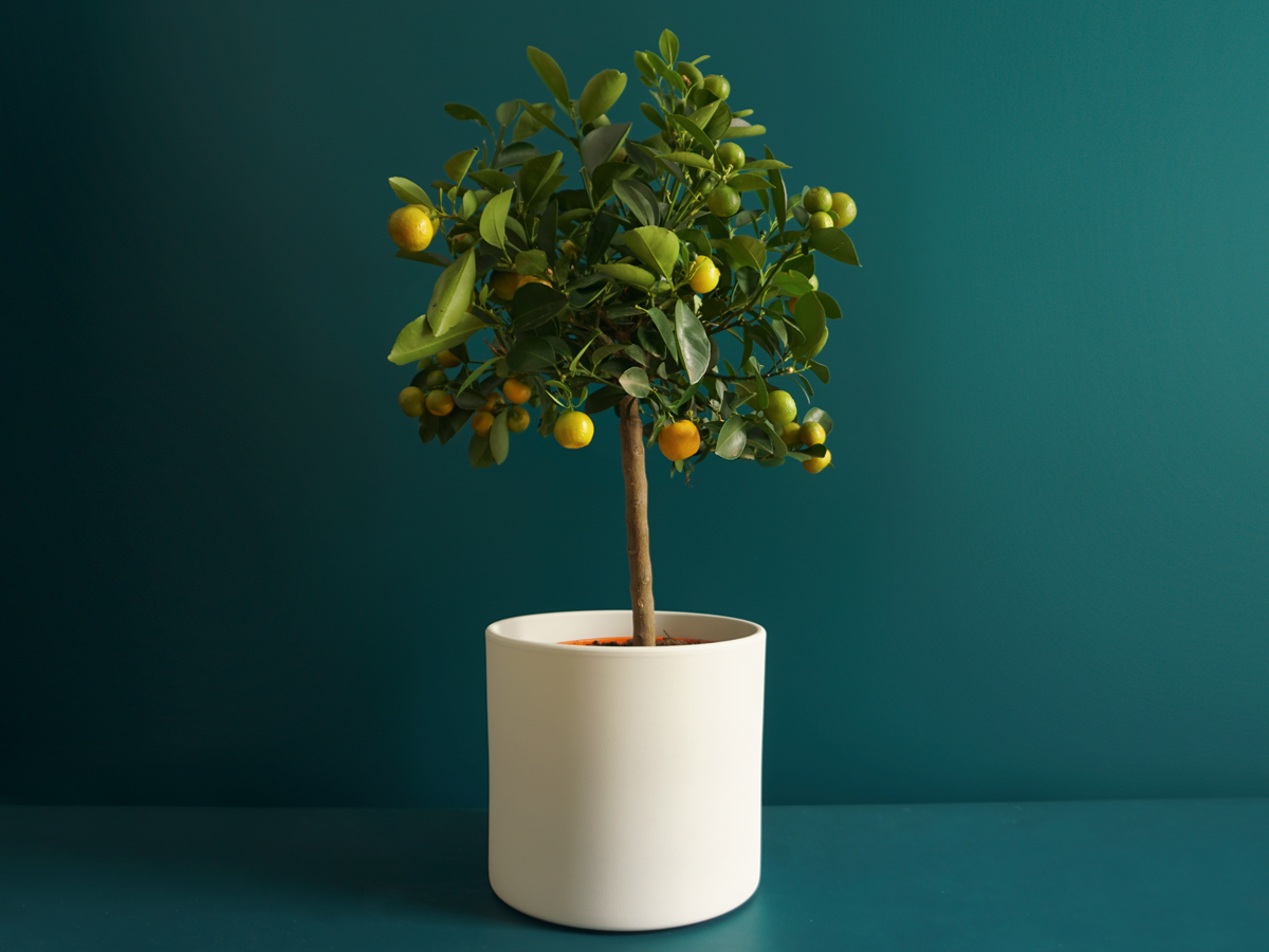 Mandarin tree