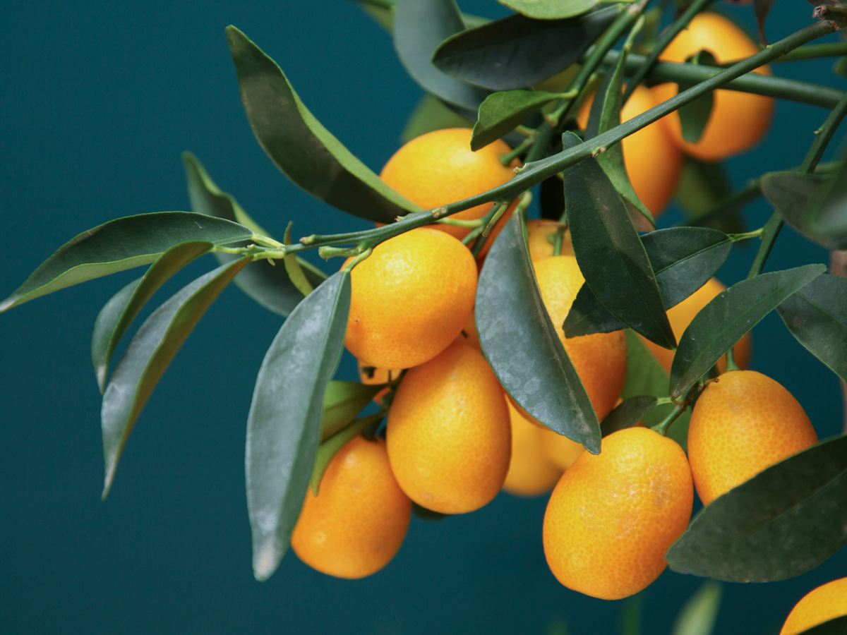 Mandarīnkoks | Citrus reticulata |