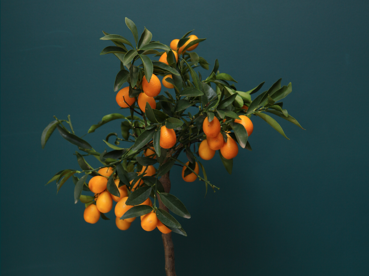 Kumquat šķirnes mandarīnkoks. Augļi spilgti oranži, aromātiski, ēdami. Zied aromātiskiem ziediem. Skaists eksotisks telpaugs ar piegādi Rīgā. Pieejami arī dekoratīvie telpaugu podi un telpaugu zeme. Jebkurā diennakts laikā. Dāvana augu mīlim!