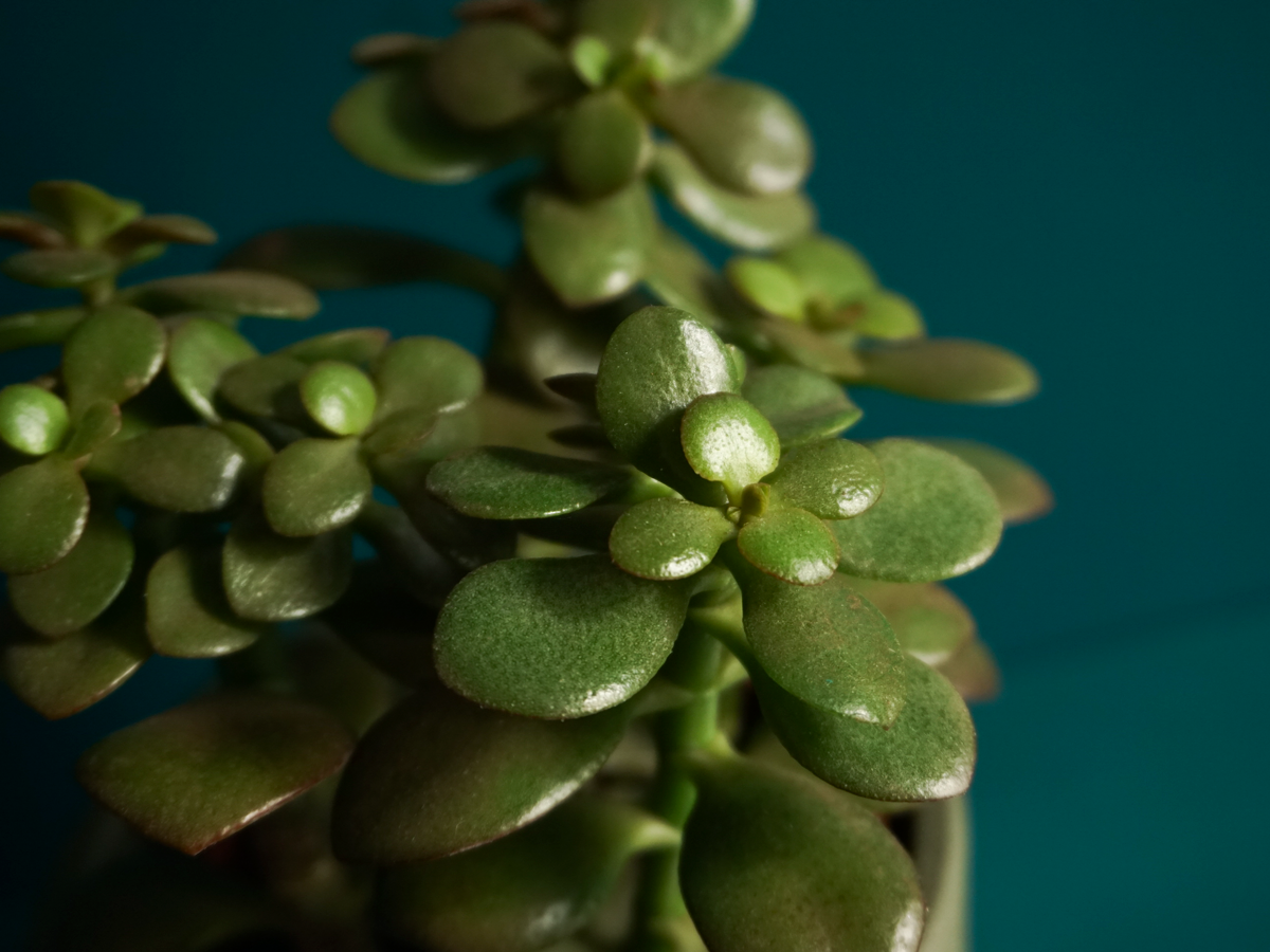 Naudas koks | Crassula ovata |